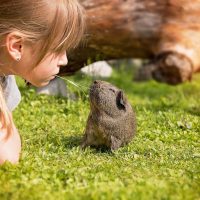 Guinea Pigs: Tiny Pets with Big Health Perks for Kids