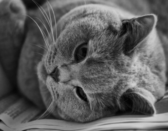 british shorthair cat,