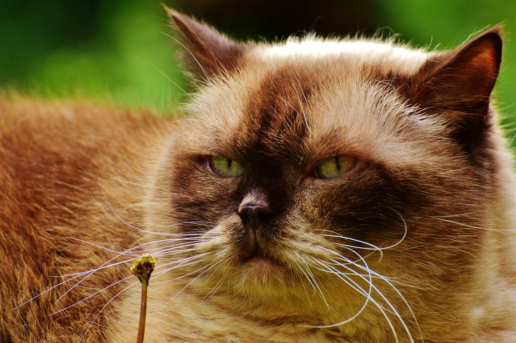 brown british shorthair cat